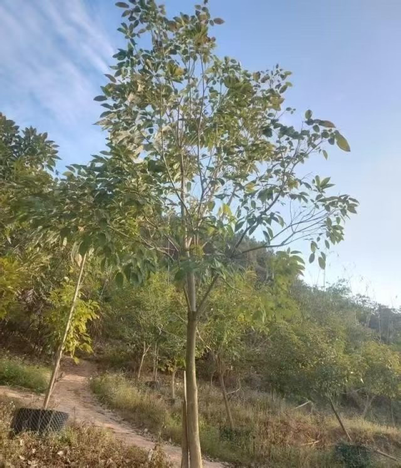 紫花风铃木