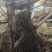 无沙无尘梅干菜香味浓郁