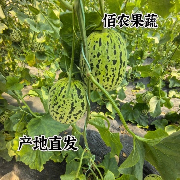 花蕾花美人甜瓜脆度高糖度高一件代发商超需要联系