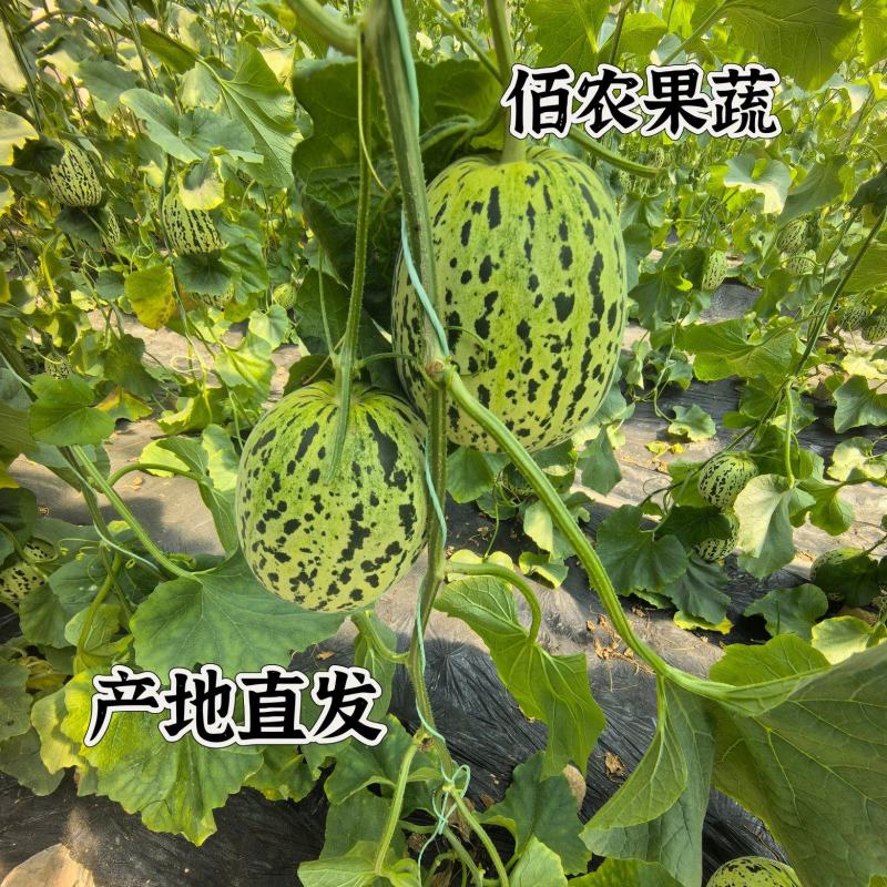 花蕾花美人甜瓜脆度高糖度高一件代发商超需要联系