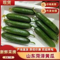 山东水果黄瓜小黄瓜/鲜瓜好瓜现摘现发/基地直供货源充足