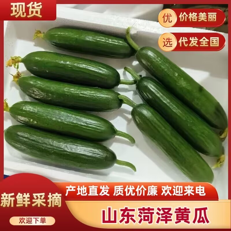 山东水果黄瓜小黄瓜/鲜瓜好瓜现摘现发/基地直供货源充足
