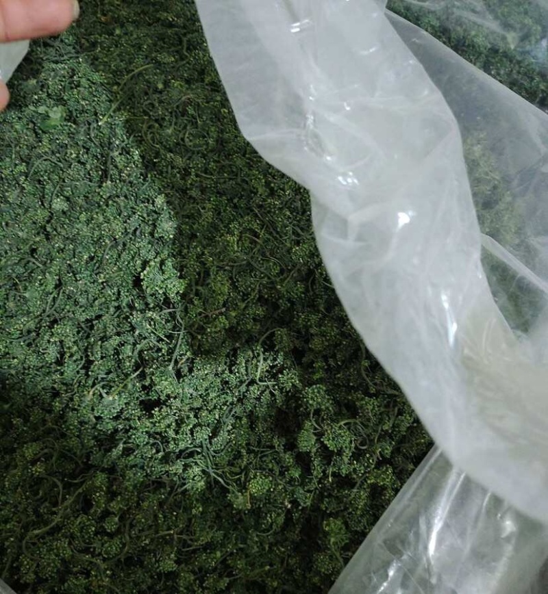 人参花东北长白山批发产地发货一手货源产品可卖