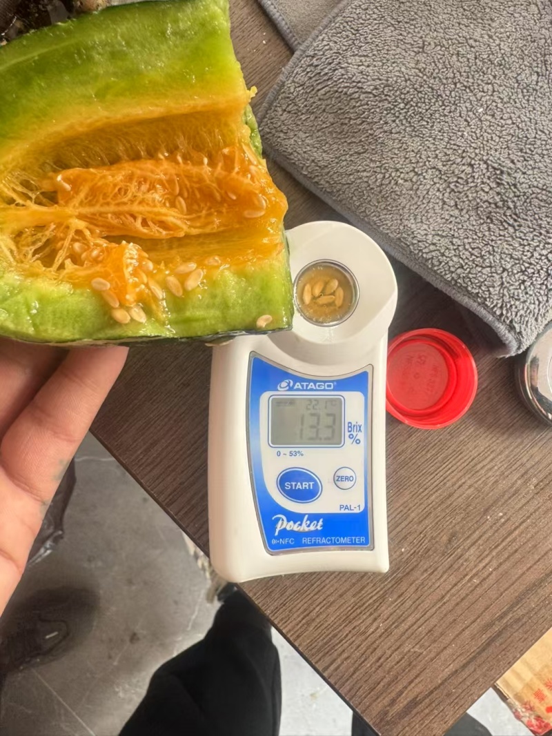 博洋九号甜瓜口感好糖度高对接各大平台保质保量欢迎洽谈