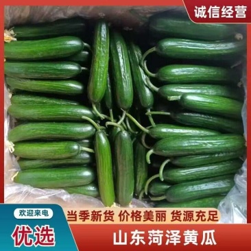 【原产地】水果黄瓜山东菏泽小黄瓜现摘现发品质保证欢迎来电