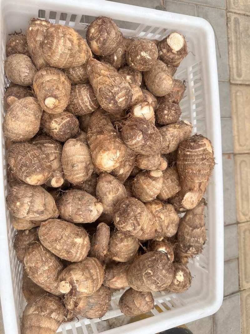 毛芋头山东8520芋头牛奶芋头商超电商代收代发全