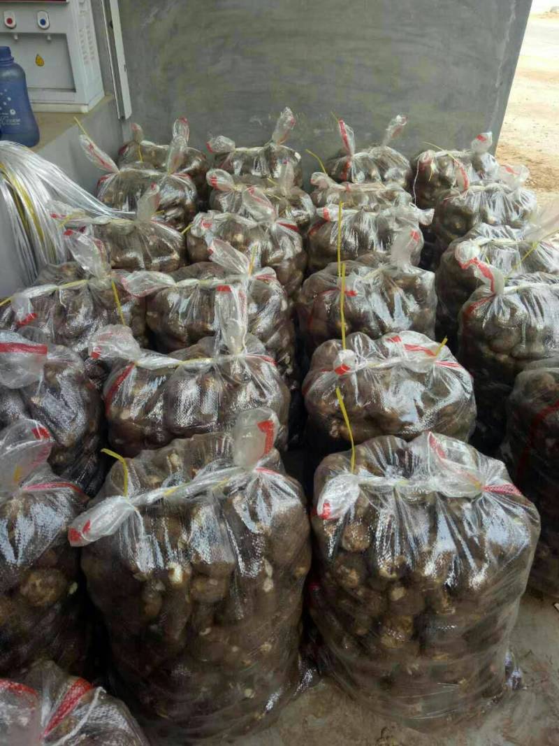 毛芋头山东8520芋头牛奶芋头商超电商代收代发全