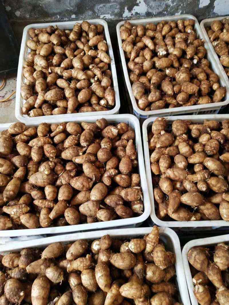 毛芋头山东8520芋头牛奶芋头商超电商代收代发全