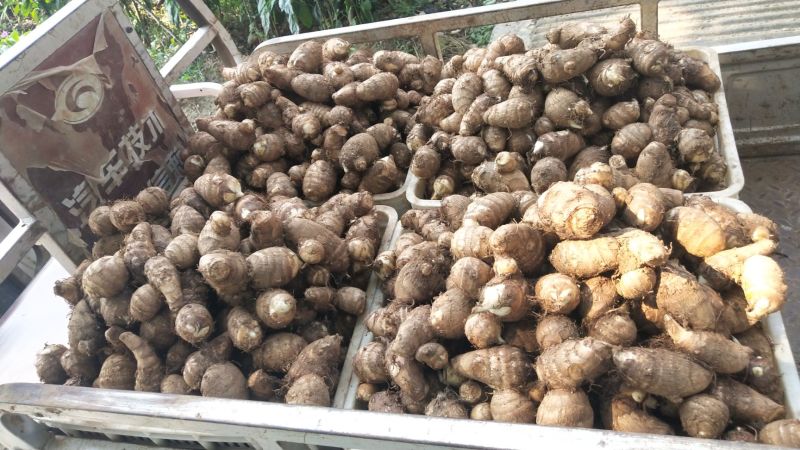毛芋头山东8520芋头牛奶芋头商超电商代收代发全