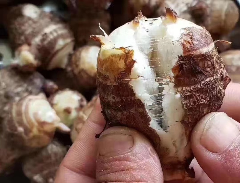 毛芋头山东8520芋头牛奶芋头商超电商代收代发全