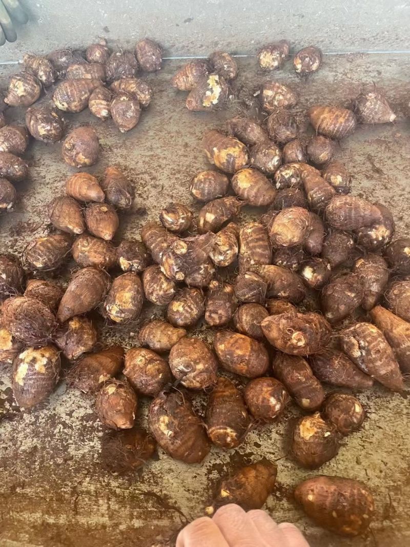 毛芋头山东8520芋头牛奶芋头商超电商代收代发全