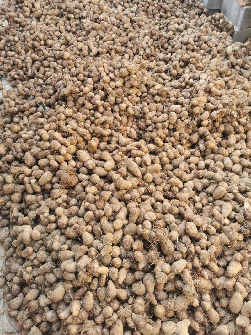 毛芋头山东8520芋头牛奶芋头商超电商代收代发全