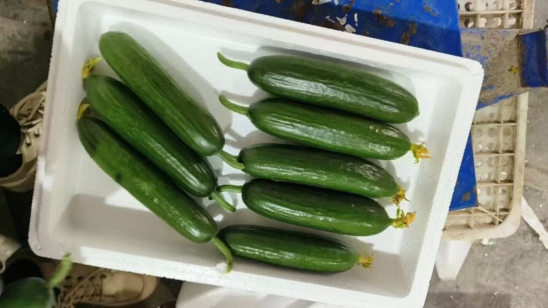 水果黄瓜山东菏泽小黄瓜/大量供应产地直发/量大价优全国发