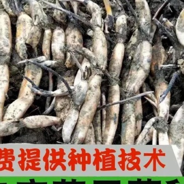 36号太空莲藕苗基地直发，规格齐全，提供技术指导欢迎电联