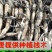 36号太空莲藕苗基地直发，规格齐全，提供技术指导欢迎电联