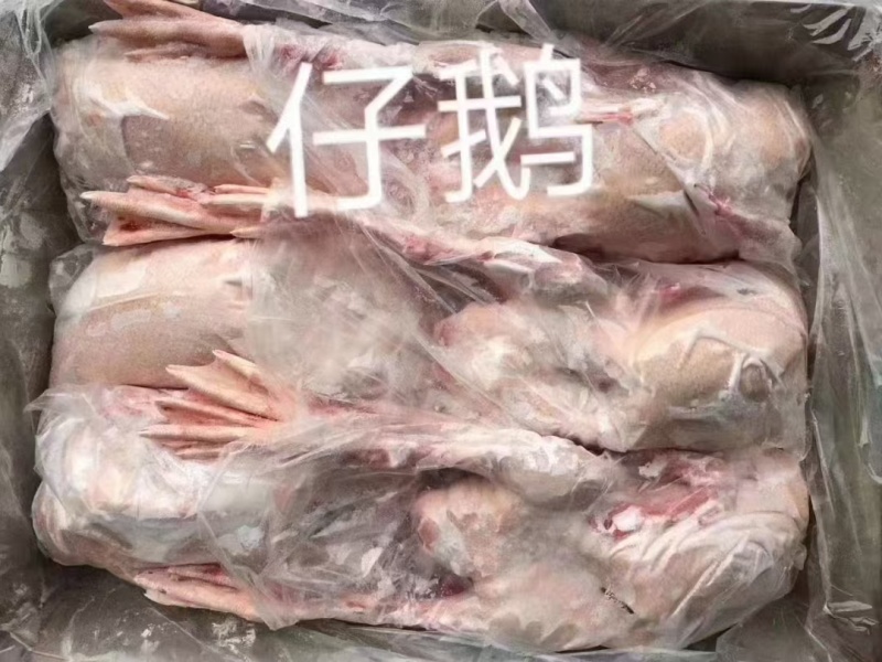 仔鹅