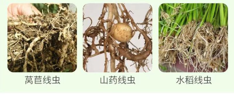 线令微生物菌肥全水溶冲施肥防治根结线虫免费技术指导
