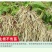 线令微生物菌肥全水溶冲施肥防治根结线虫免费技术指导
