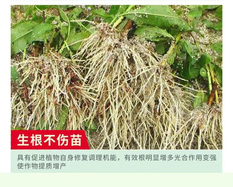 线令微生物菌肥全水溶冲施肥防治根结线虫免费技术指导
