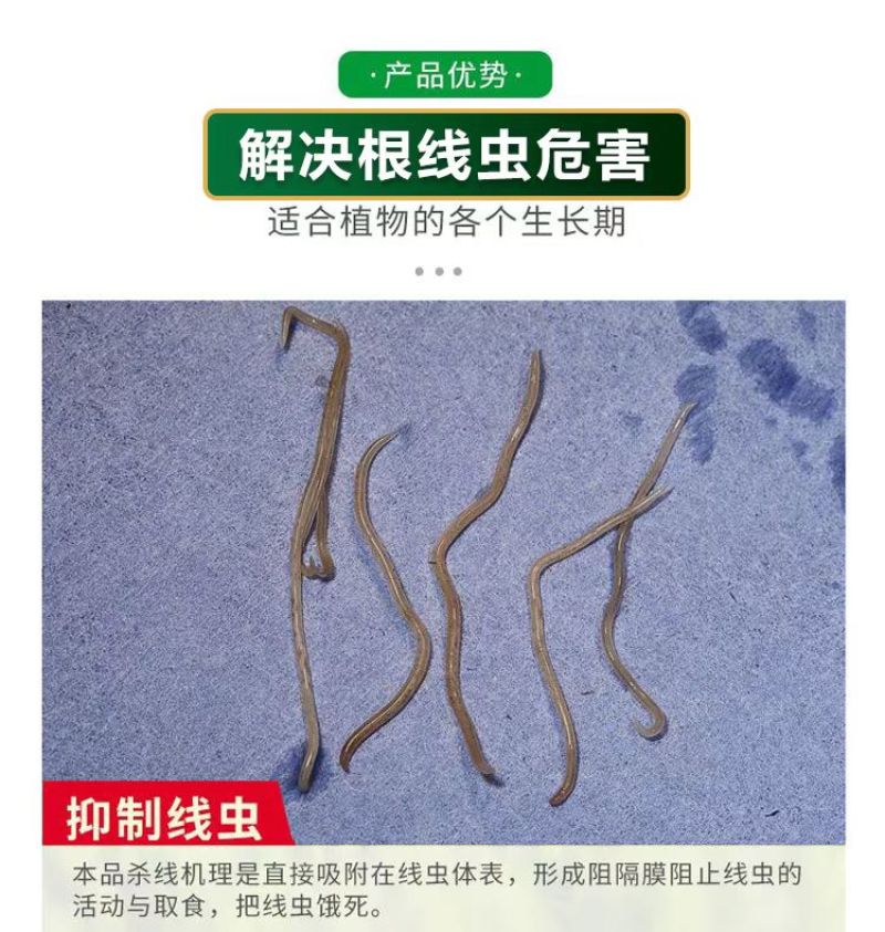 线令微生物菌肥全水溶冲施肥防治根结线虫免费技术指导