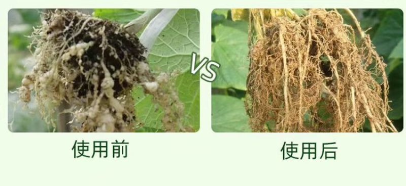 线令微生物菌肥全水溶冲施肥防治根结线虫免费技术指导