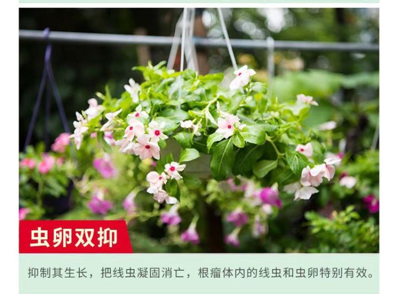 线令微生物菌肥全水溶冲施肥防治根结线虫免费技术指导