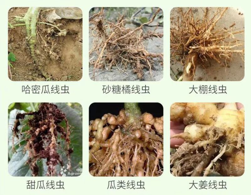 线令微生物菌肥全水溶冲施肥防治根结线虫免费技术指导