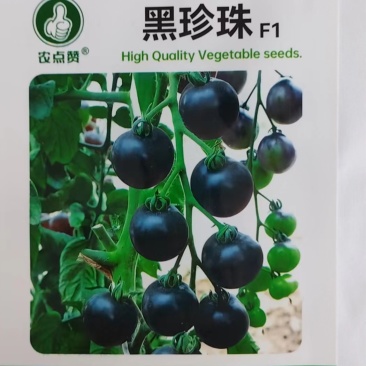 黑番茄种子-产量高果皮较薄含糖高富含丰富花青素