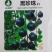 黑番茄种子-产量高果皮较薄含糖高富含丰富花青素
