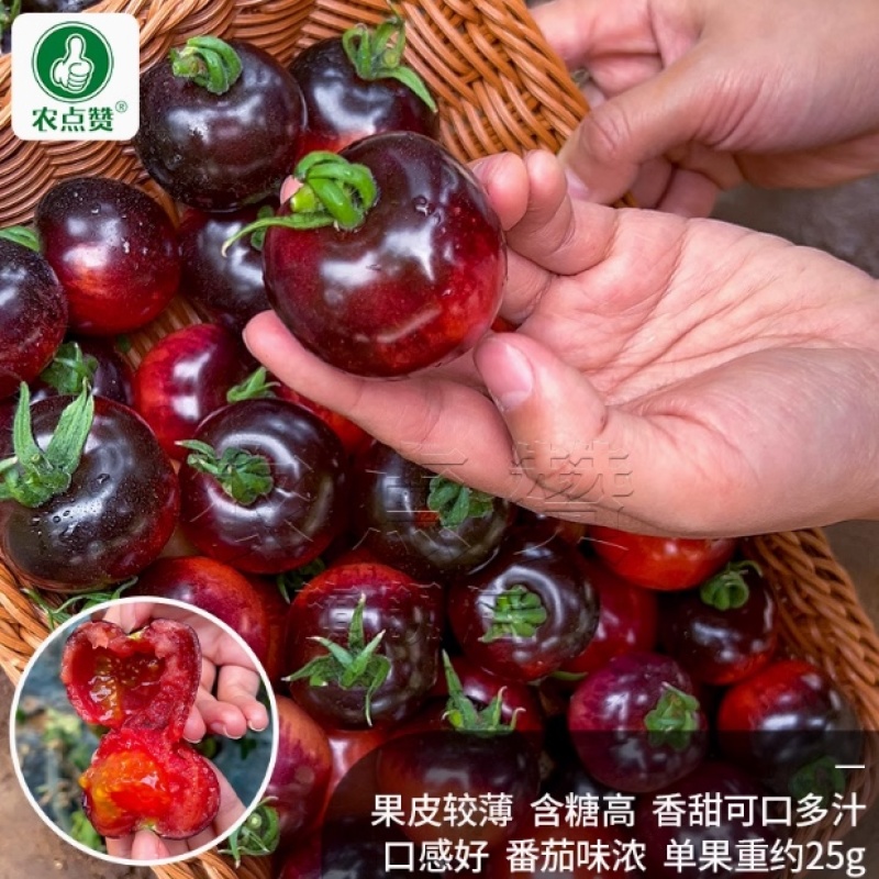 黑番茄种子-产量高果皮较薄含糖高富含丰富花青素