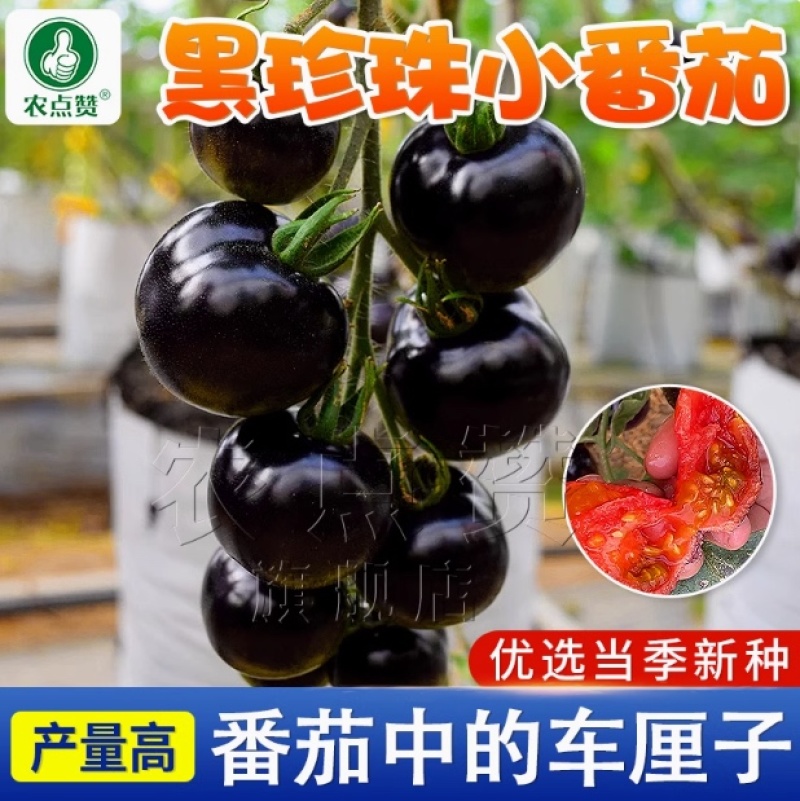 黑番茄种子-产量高果皮较薄含糖高富含丰富花青素