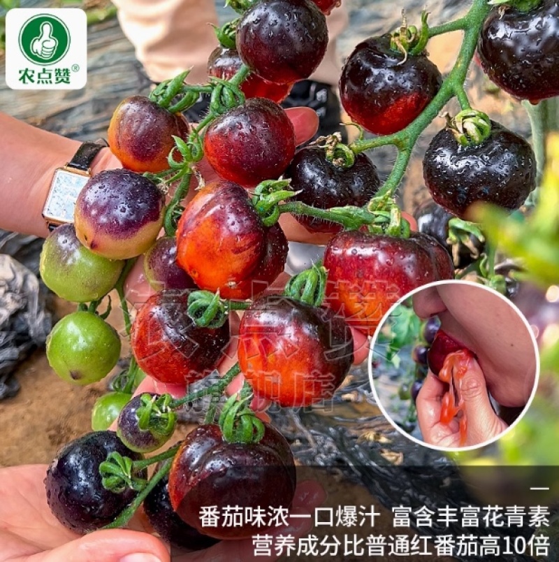 黑番茄种子-产量高果皮较薄含糖高富含丰富花青素