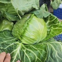 精品甘蓝大量上市质量优质支持全国各地发货支持视频看货