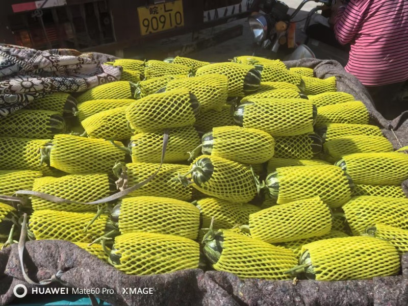 安徽砀山精品博洋九号甜瓜，大量上市，品质三包，欢迎选购