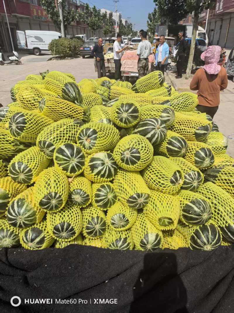 安徽砀山精品博洋九号甜瓜，大量上市，品质三包，欢迎选购