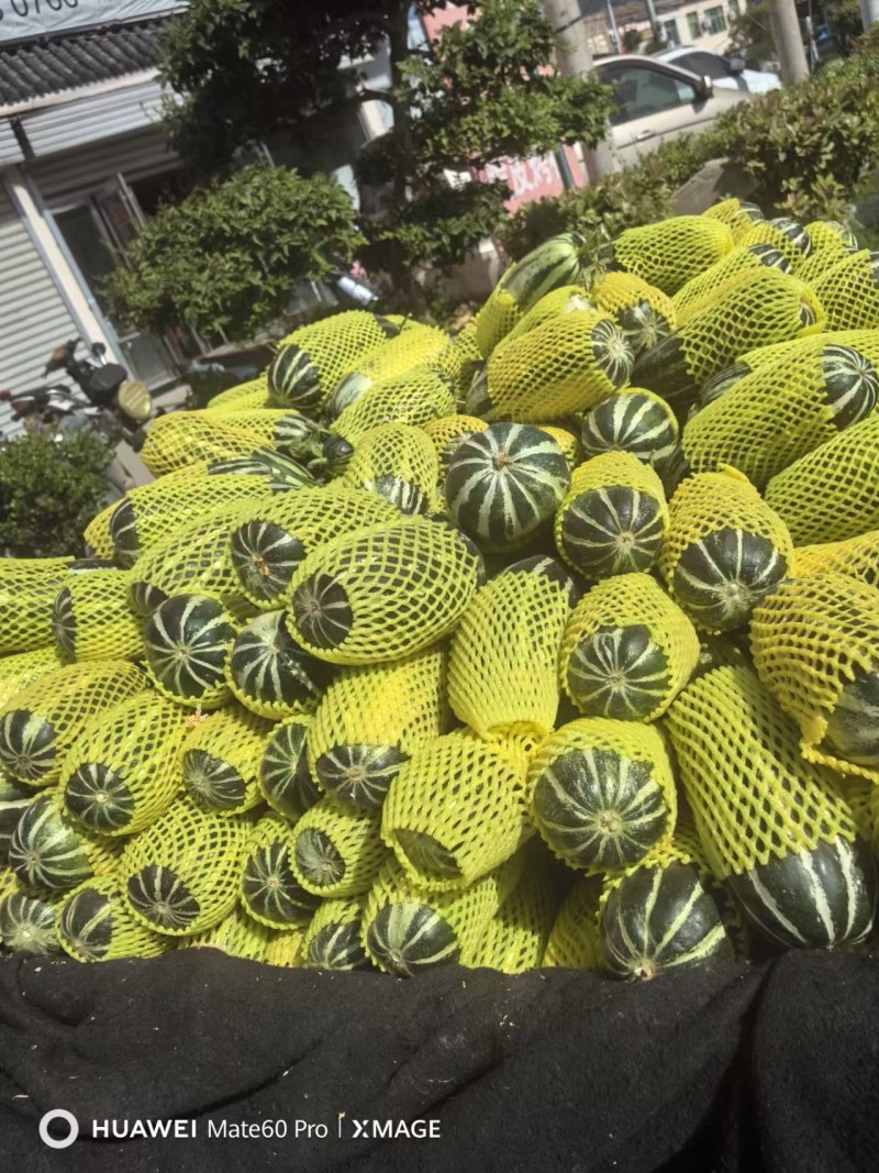 安徽砀山精品博洋九号甜瓜，大量上市，品质三包，欢迎选购