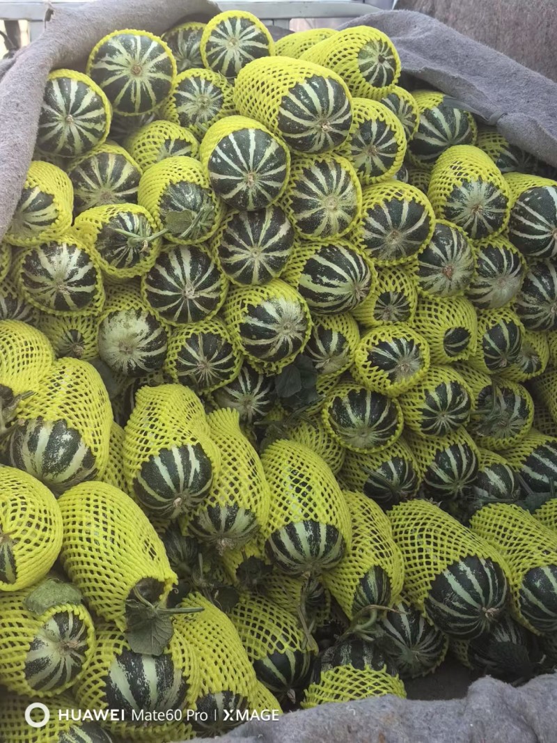 安徽砀山精品博洋九号甜瓜，大量上市，品质三包，欢迎选购