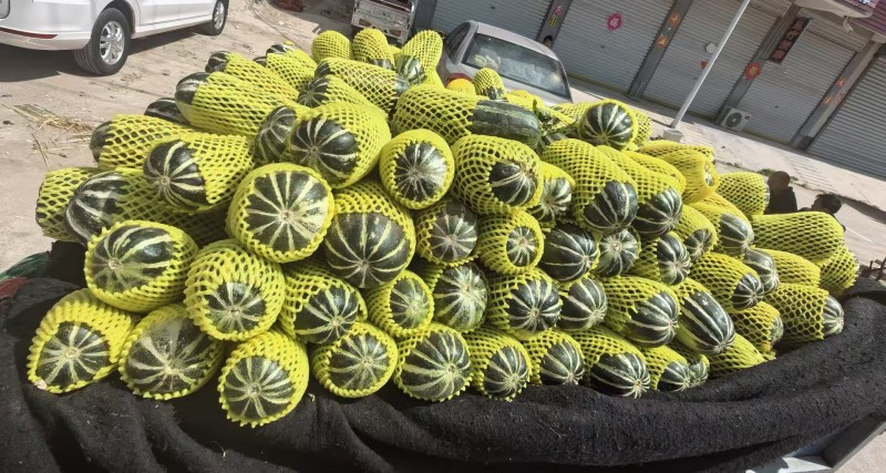 安徽砀山精品博洋九号甜瓜，大量上市，品质三包，欢迎选购
