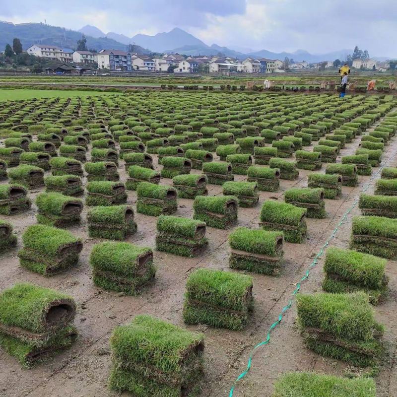 台湾二号草坪基地直发量大承接工程绿化，欢迎老板来电咨询