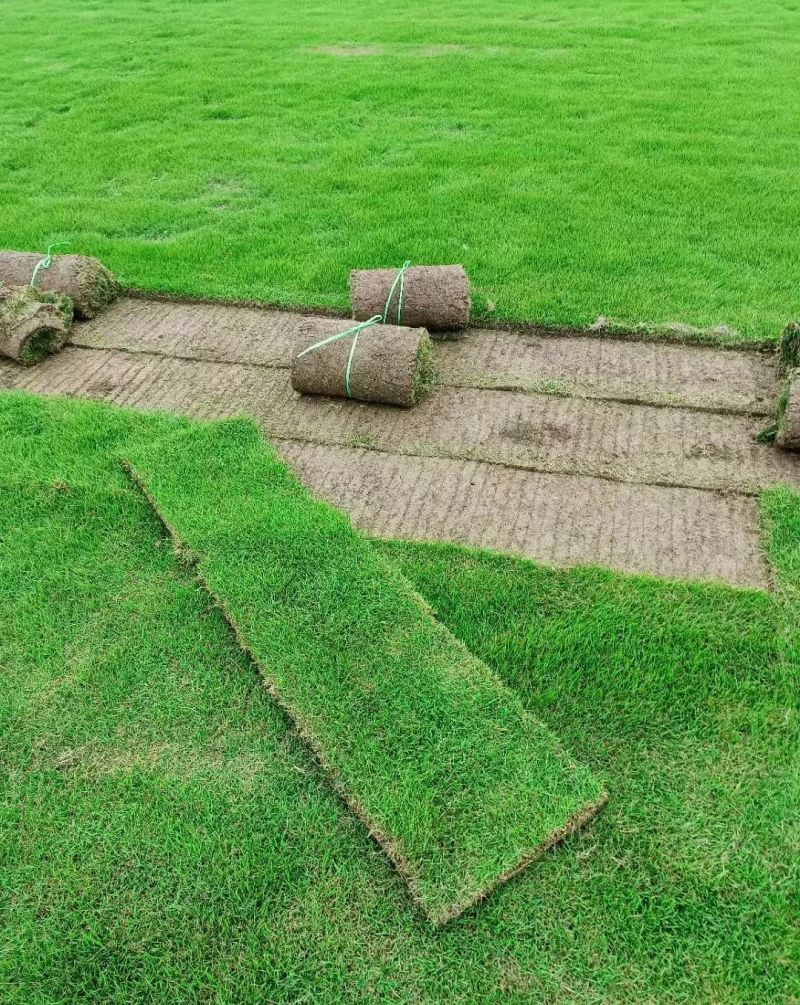 台湾二号草坪基地直发量大承接工程绿化，欢迎老板来电咨询