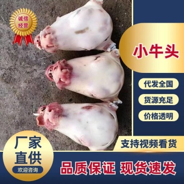 小牛头，火烧，水煺，单个5斤左右，一手货源，质量保证