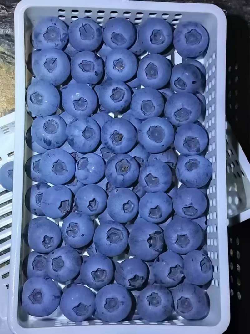 蓝莓熟了脆甜蓝莓产地L25云雀L11F6等多个品