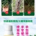【实力】园棚清果园大棚查虫卵灭病菌肥料微生物菌剂