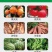 【实力】园棚清果园大棚查虫卵灭病菌肥料微生物菌剂