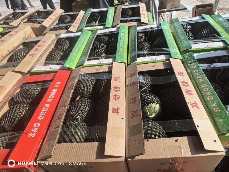 砀山精品早春红玉大量上市，原产地一手货源，欢迎前来选购