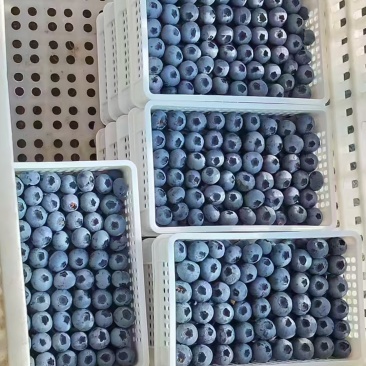 山东蓝莓价格蓝莓熟了蓝莓产地批发L25F6蓝莓