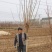 苗圃出售2/8公分精品柿子树基地自产自销