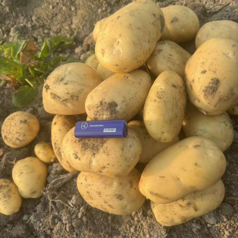 云南土豆沃土5号黄心黄皮货源充足价格实惠欢迎联系