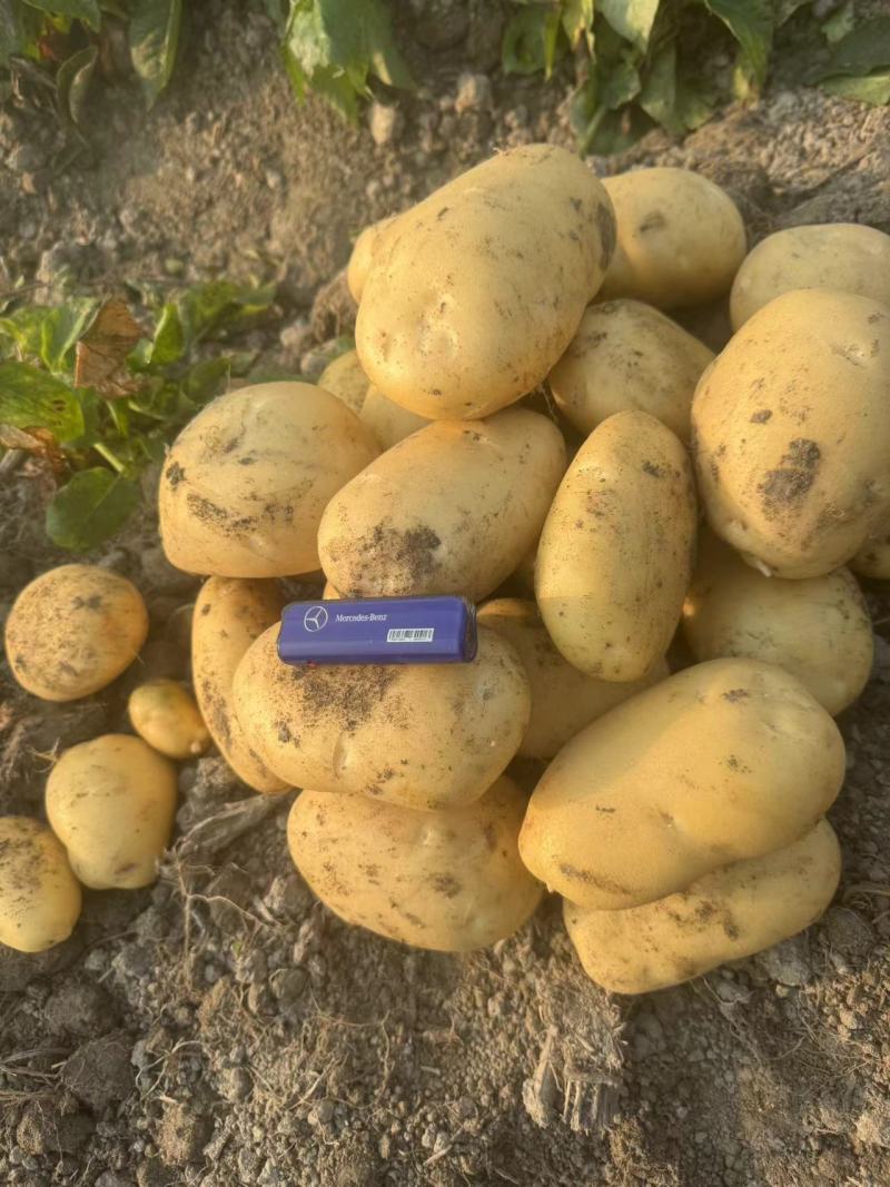 云南土豆沃土5号黄心黄皮货源充足价格实惠欢迎联系