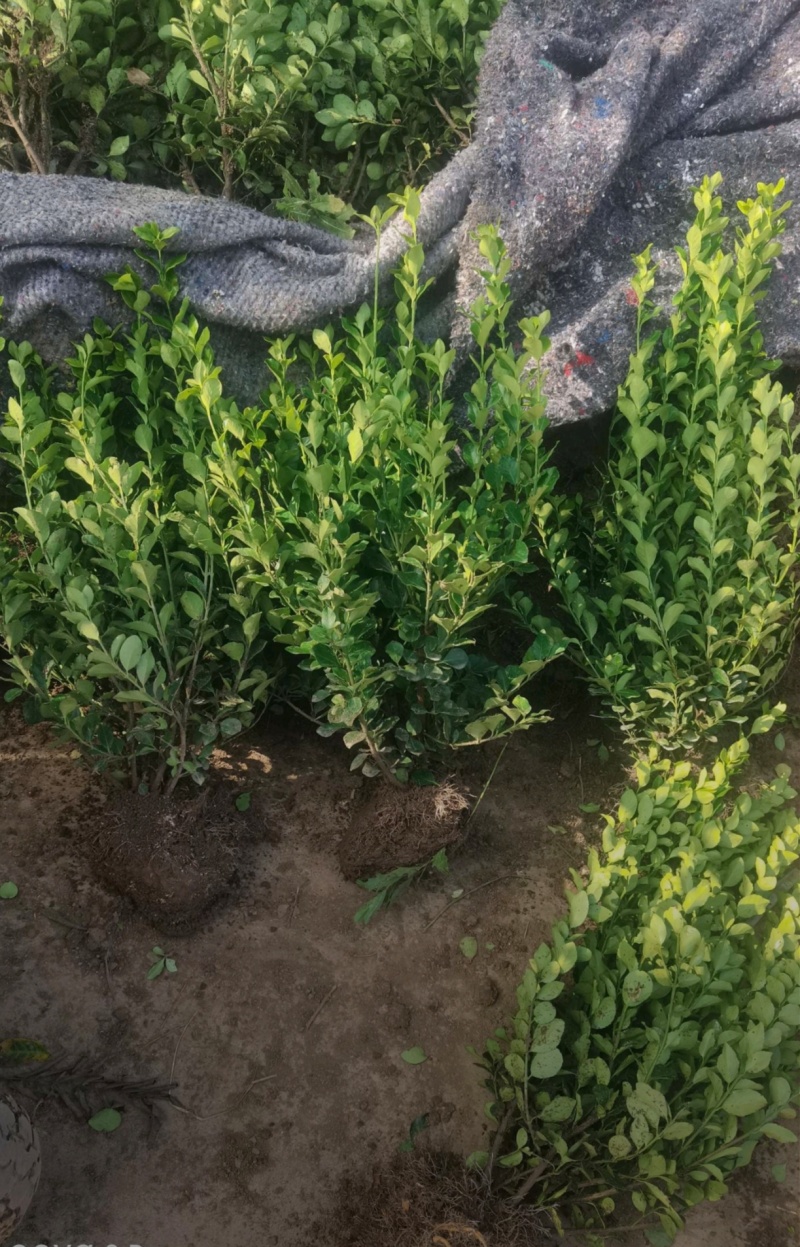 基地大量出售冠幅40-50厘米卫矛球，规格齐全